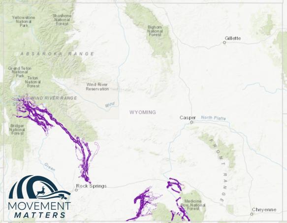 Sublette Antelope Migration Corridor | Wyoming Game & Fish Department